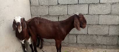 03 Desi Goats for sale