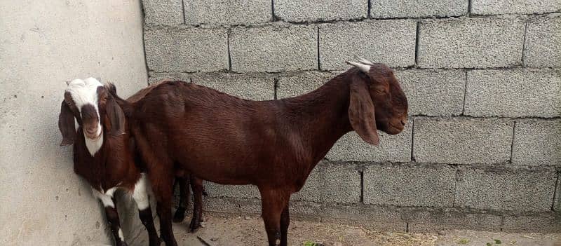 03 Desi Goats for sale 0