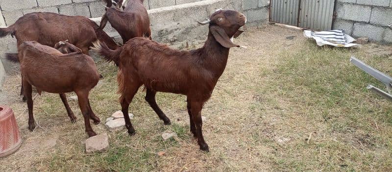 03 Desi Goats for sale 1