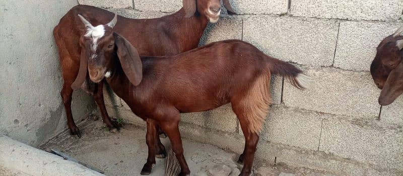 03 Desi Goats for sale 2