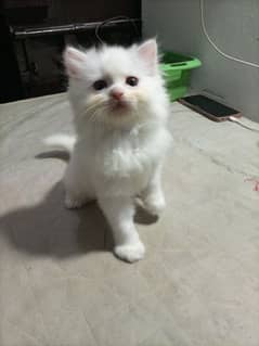 persian cat  age 41 days double coated