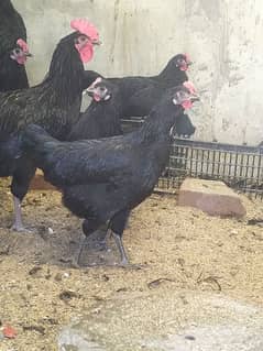 Australorp