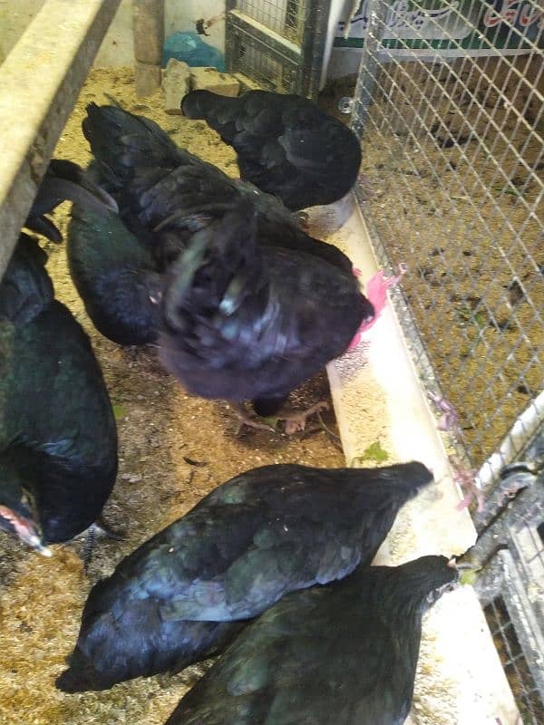 Australorp Eggs starter Laying 3