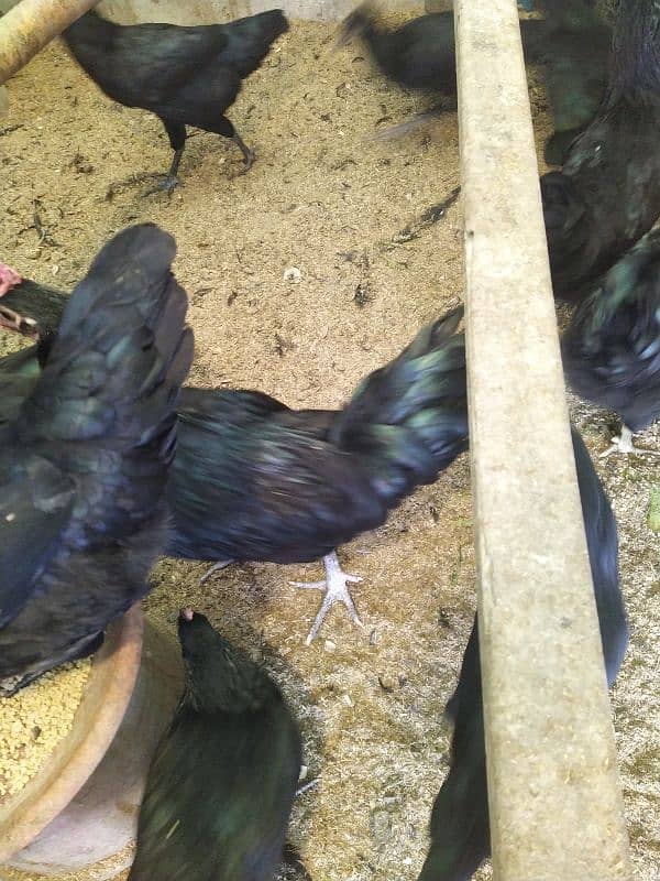 Australorp Eggs starter Laying 4