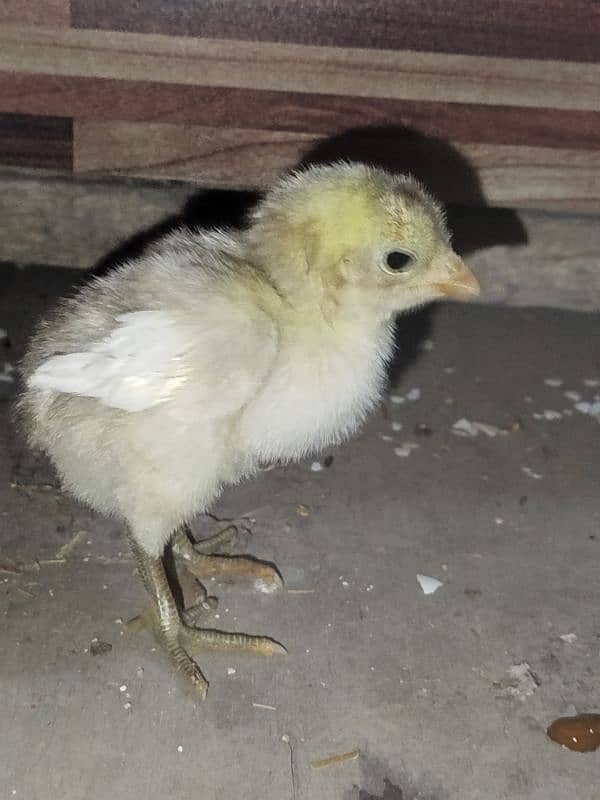 golden sebright Male+ muchka chicks 5