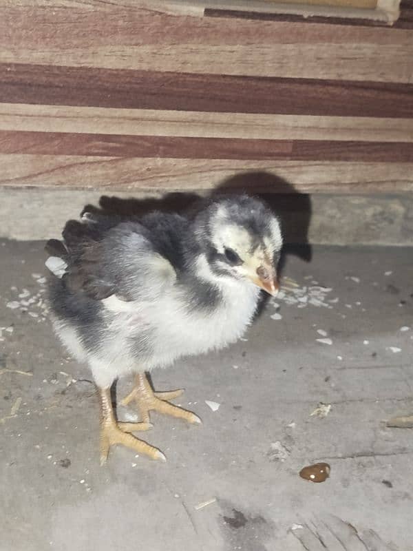 golden sebright Male+ muchka chicks 6