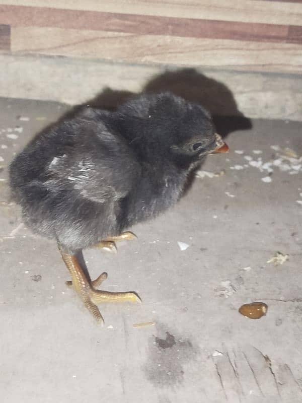 golden sebright Male+ muchka chicks 7