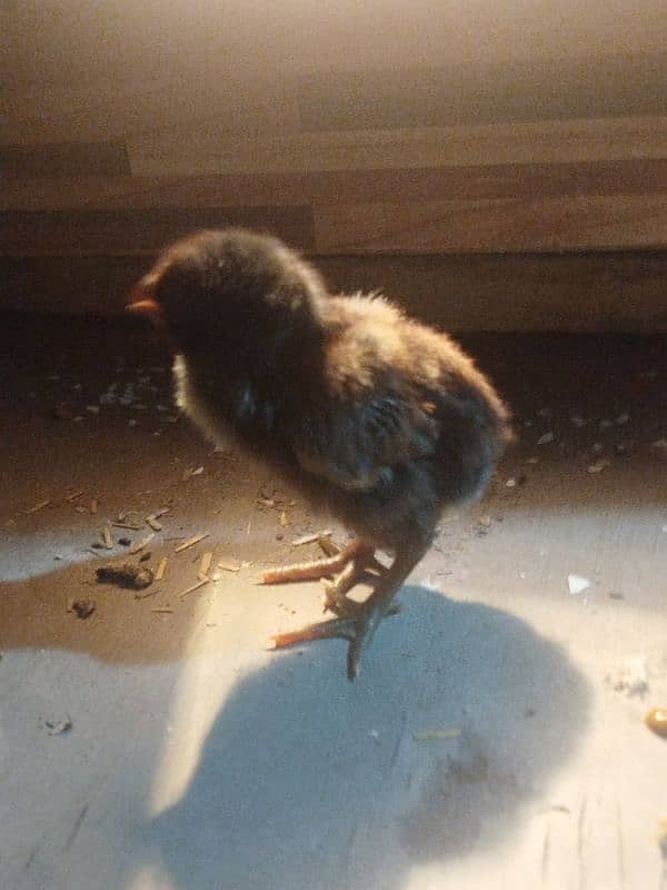 golden sebright Male+ muchka chicks 8