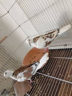 2 pair of dove