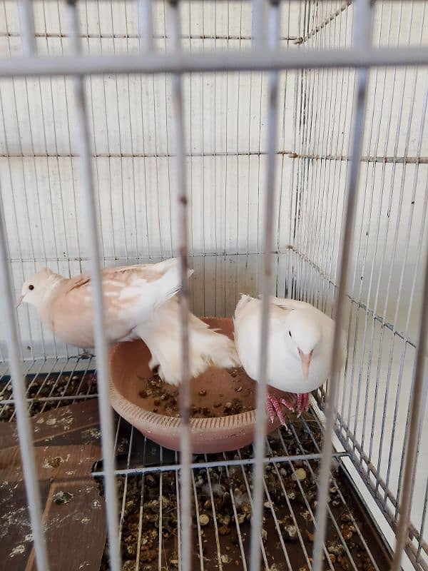 2 pair of dove 1