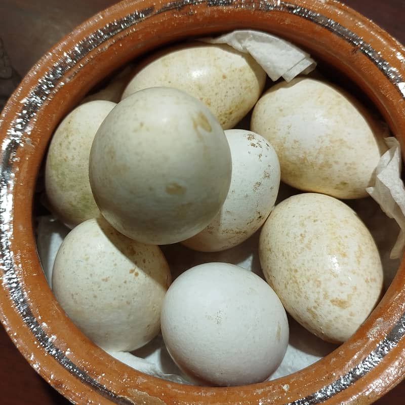 Introducing Turkey Bird Eggs–a unique and nutritious alternative diet 1