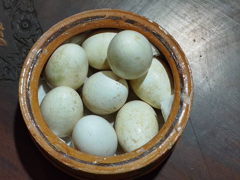 Introducing Turkey Bird Eggs–a unique and nutritious alternative diet 2