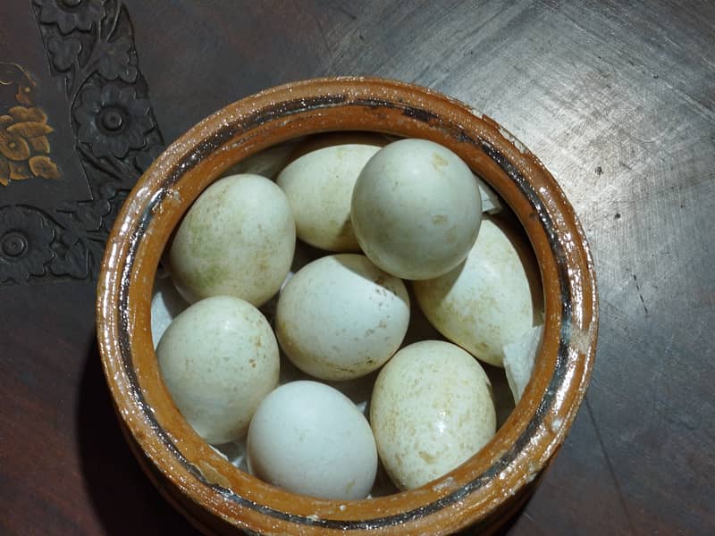 Introducing Turkey Bird Eggs–a unique and nutritious alternative diet 3