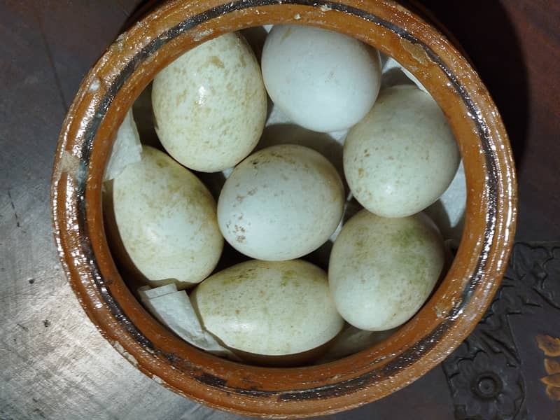 Introducing Turkey Bird Eggs–a unique and nutritious alternative diet 4