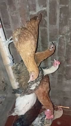 desi hens for sale