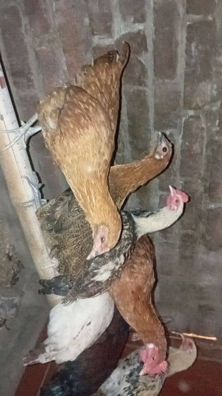 desi hens for sale 0