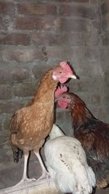 desi hens for sale 1