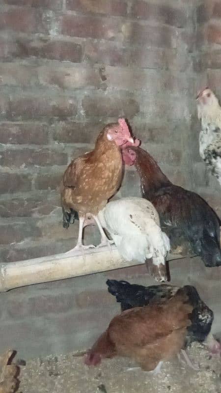 desi hens for sale 2