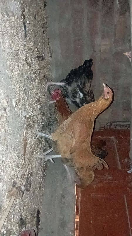 desi hens for sale 3