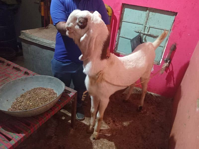 2 DANT BAKRA BAKRI FOR SELL 0