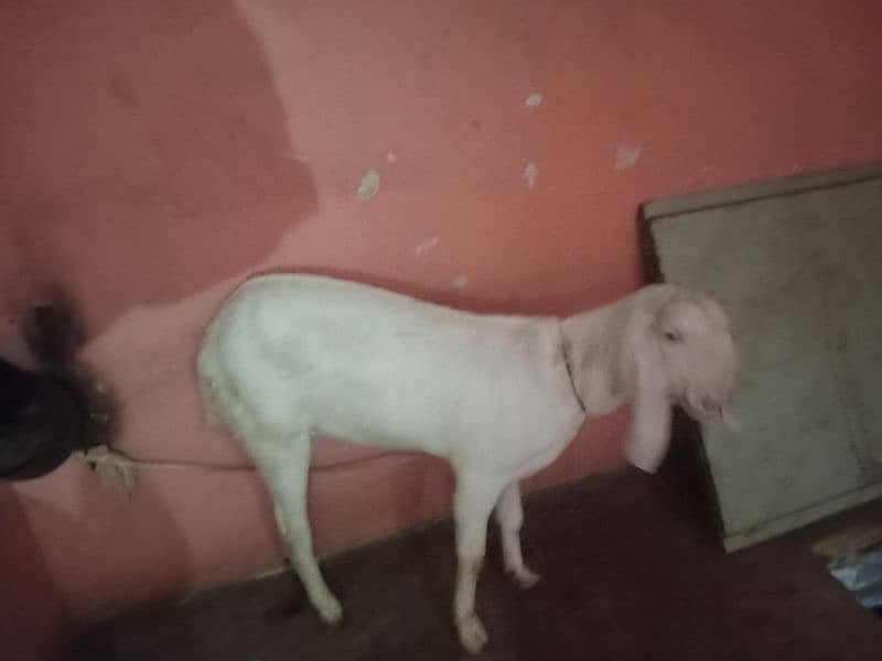 2 DANT BAKRA BAKRI FOR SELL 1