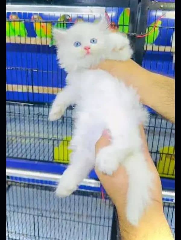 Persian cat for Sale 1