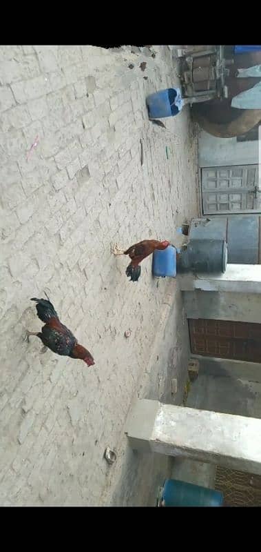 aseel cock for sale [Mianwali cross] 9