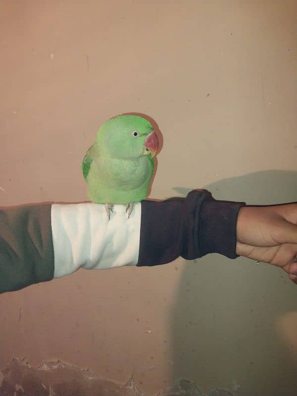 Raw parrot 2