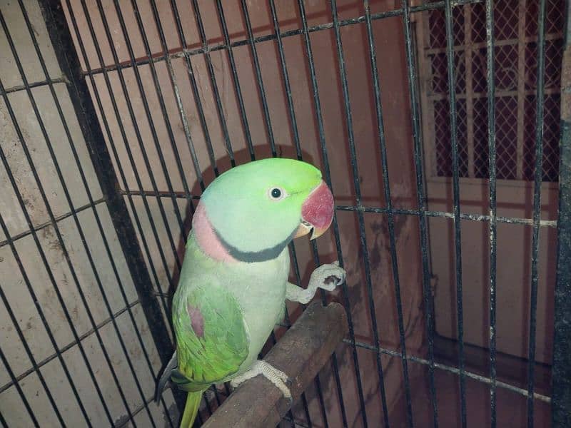 Raw parrot 4