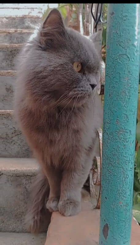 Persian Tripple Coat Male For Mating 2