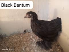 Bentum