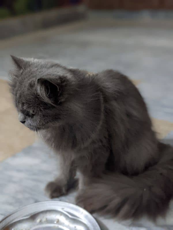 grey Persian cat 0