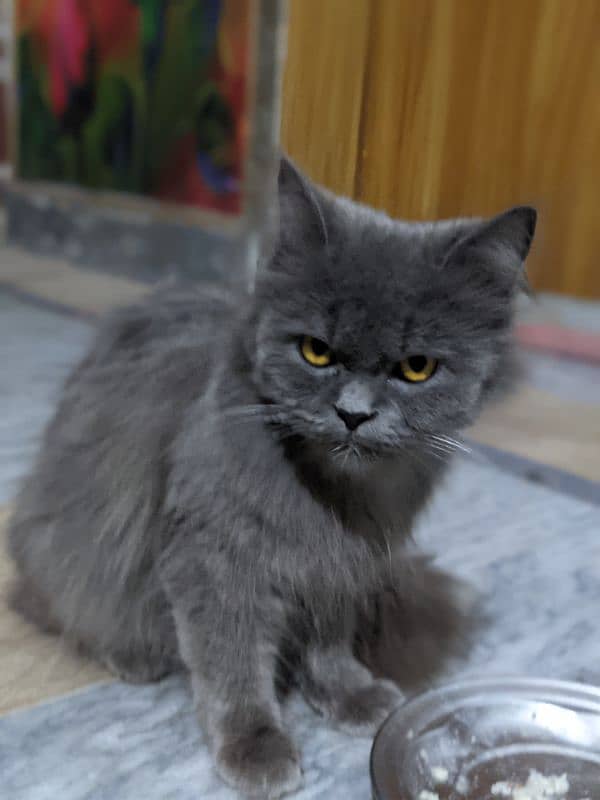 grey Persian cat 1