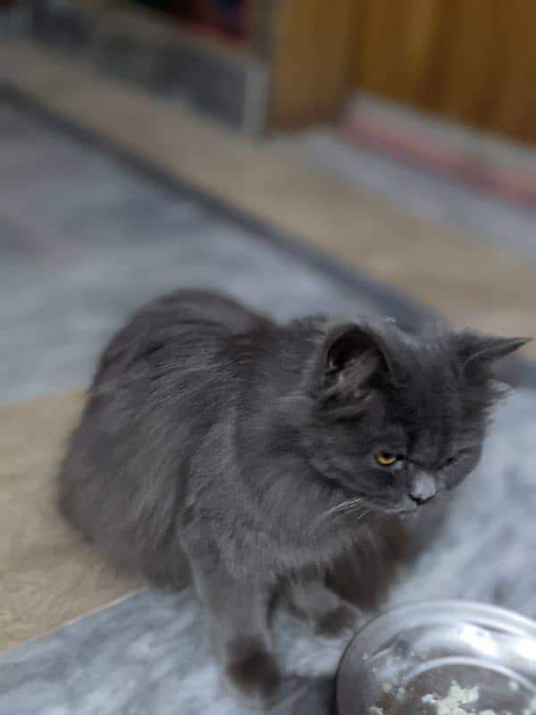 grey Persian cat 2