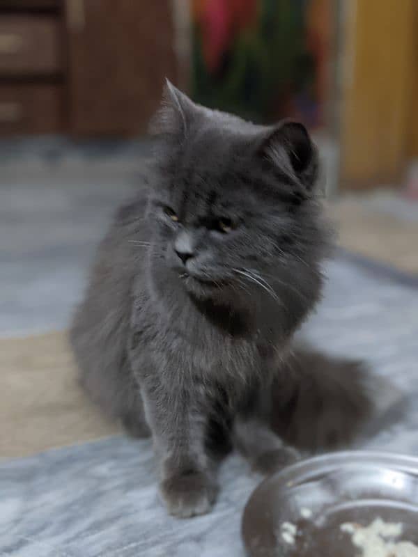 grey Persian cat 3