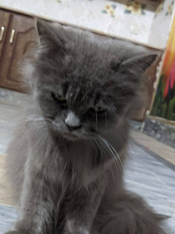 grey Persian cat 4