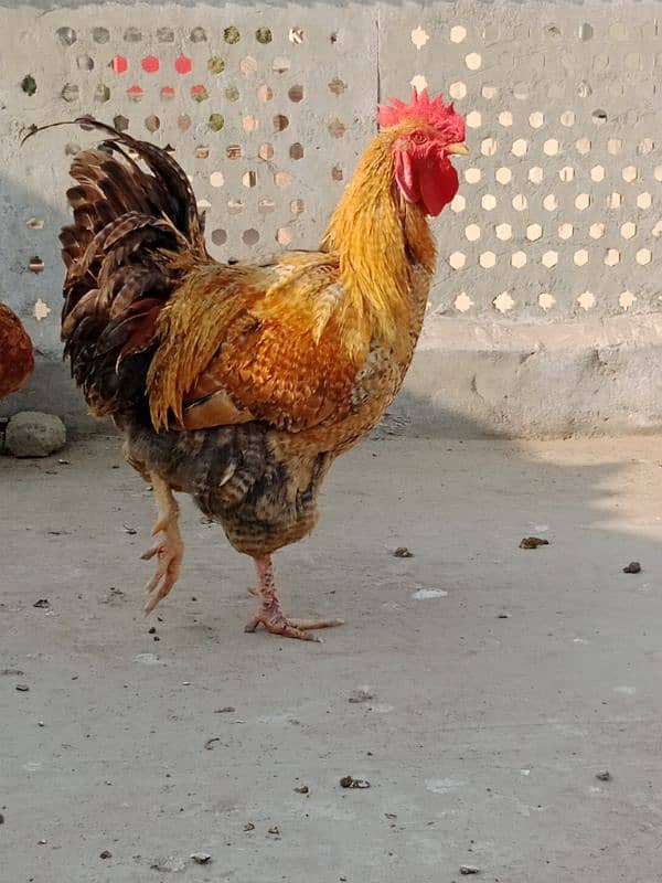 Breeder bramaha morga  for sale 1