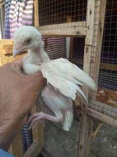 aseel shajra mabi with chicks available for sale  wattsap 03485201509