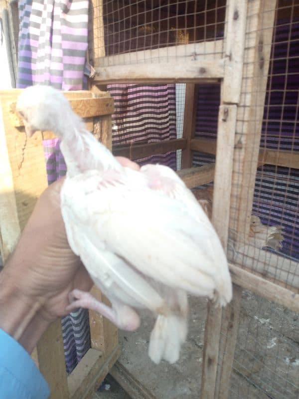 aseel shajra mabi with chicks available for sale  wattsap 03485201509 1