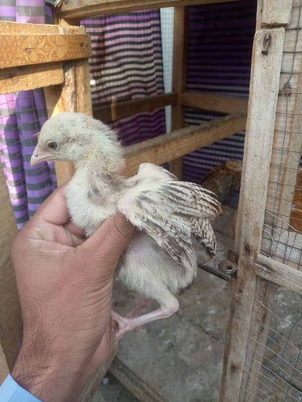 aseel shajra mabi with chicks available for sale  wattsap 03485201509 2