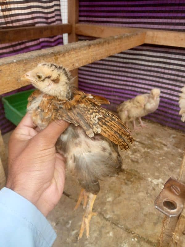 aseel shajra mabi with chicks available for sale  wattsap 03485201509 3