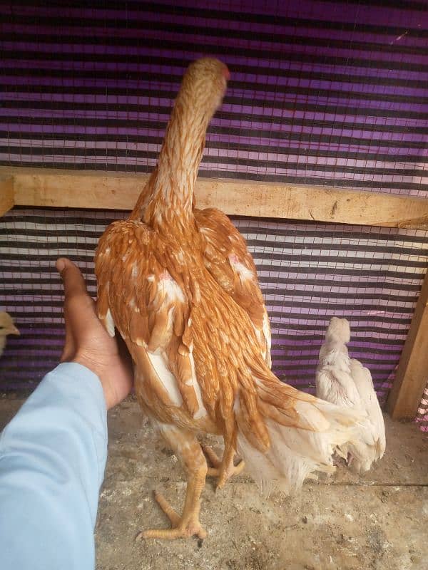 aseel shajra mabi with chicks available for sale  wattsap 03485201509 4