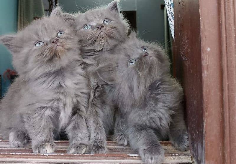 TRIPLE COATED GREY PERSIAN KITTENS FOR SALE 0