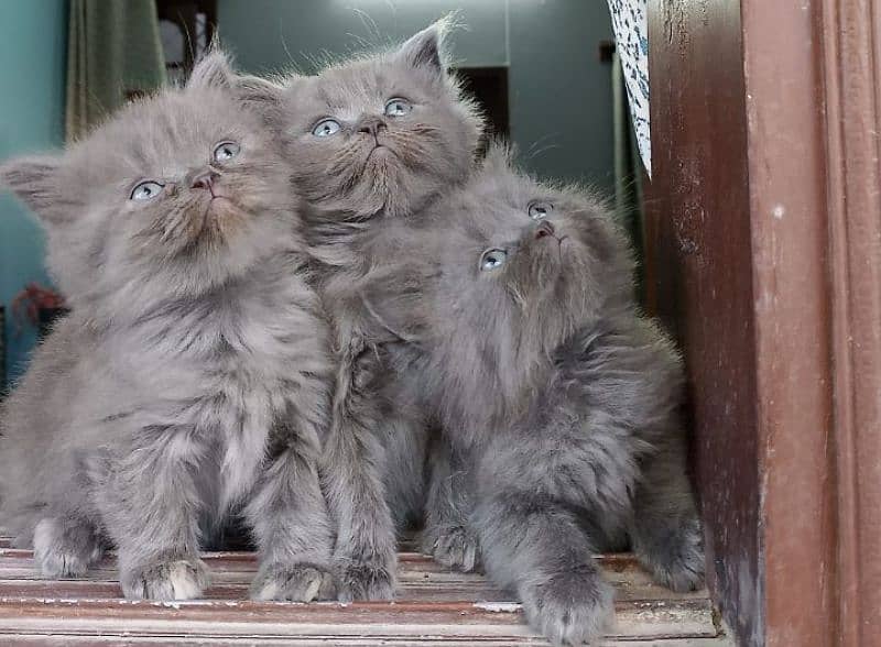 TRIPLE COATED GREY PERSIAN KITTENS FOR SALE 1