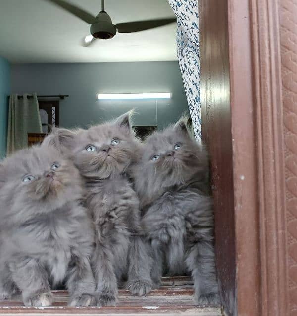 TRIPLE COATED GREY PERSIAN KITTENS FOR SALE 2