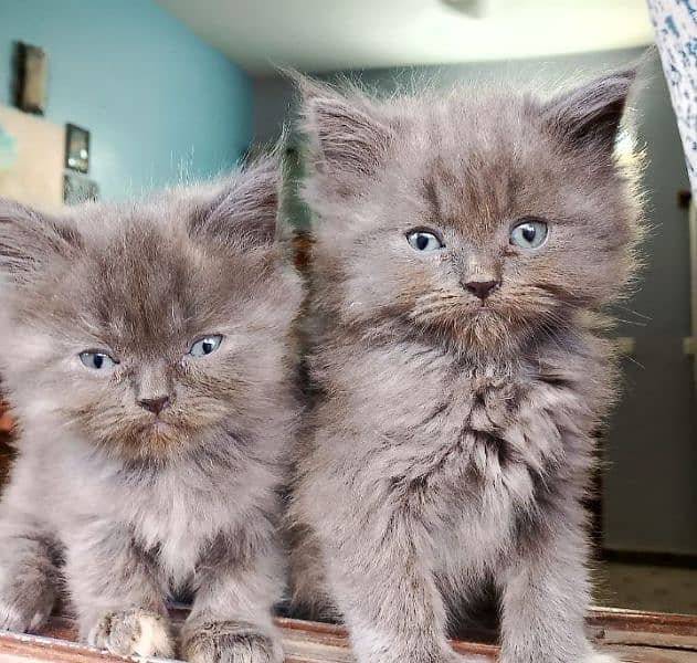 TRIPLE COATED GREY PERSIAN KITTENS FOR SALE 3