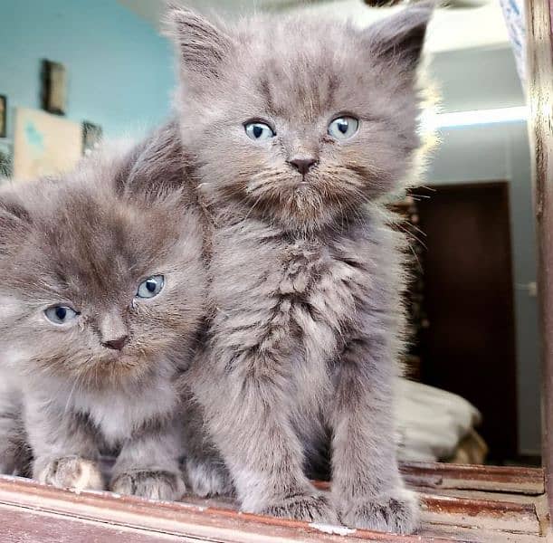 TRIPLE COATED GREY PERSIAN KITTENS FOR SALE 4