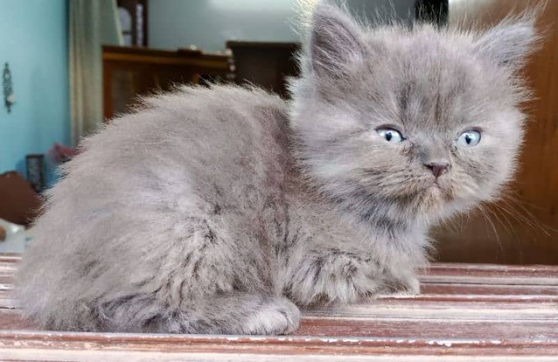 TRIPLE COATED GREY PERSIAN KITTENS FOR SALE 5