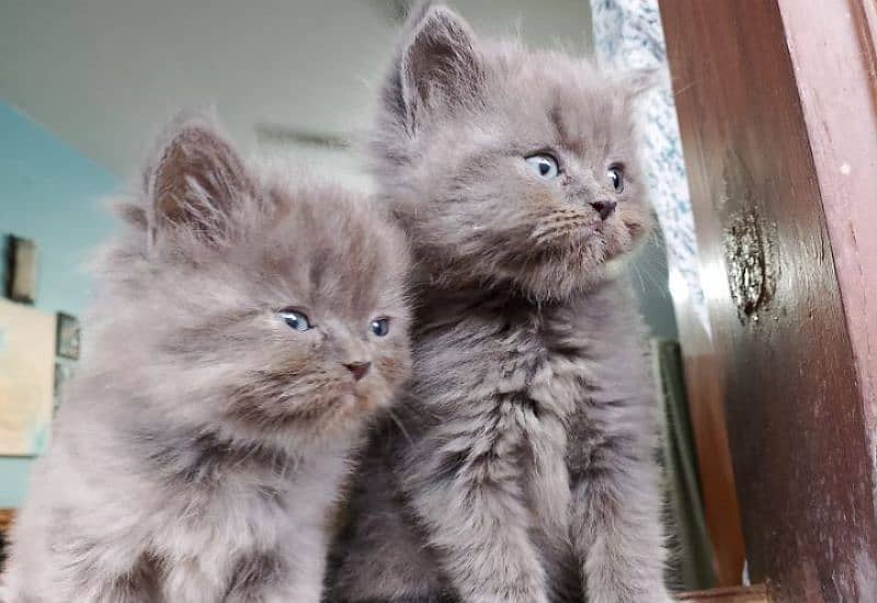 TRIPLE COATED GREY PERSIAN KITTENS FOR SALE 6