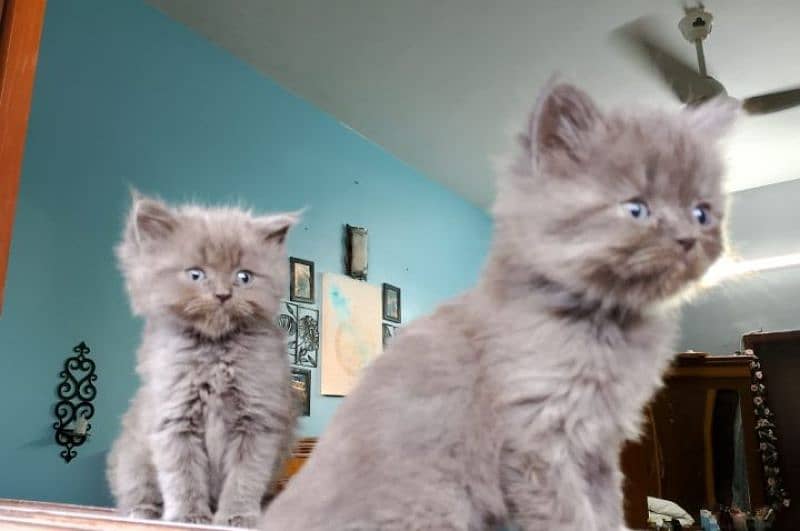 TRIPLE COATED GREY PERSIAN KITTENS FOR SALE 7